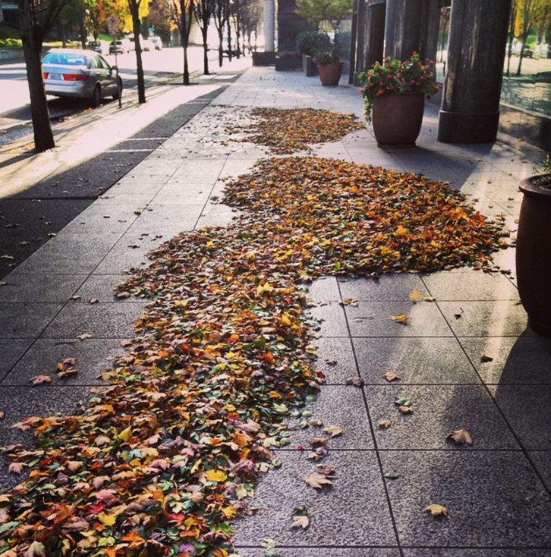 Leaves - Seattle WA