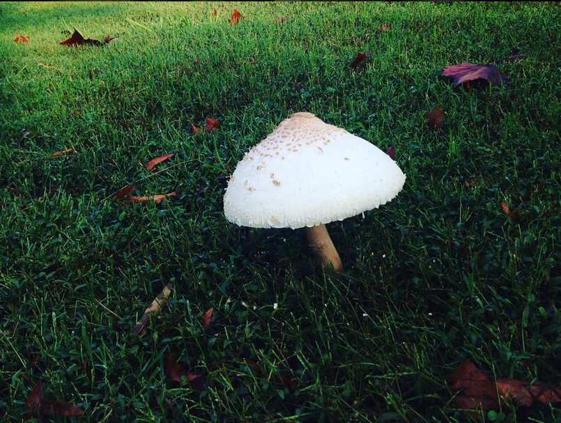 White Mushroom - Nashville TN