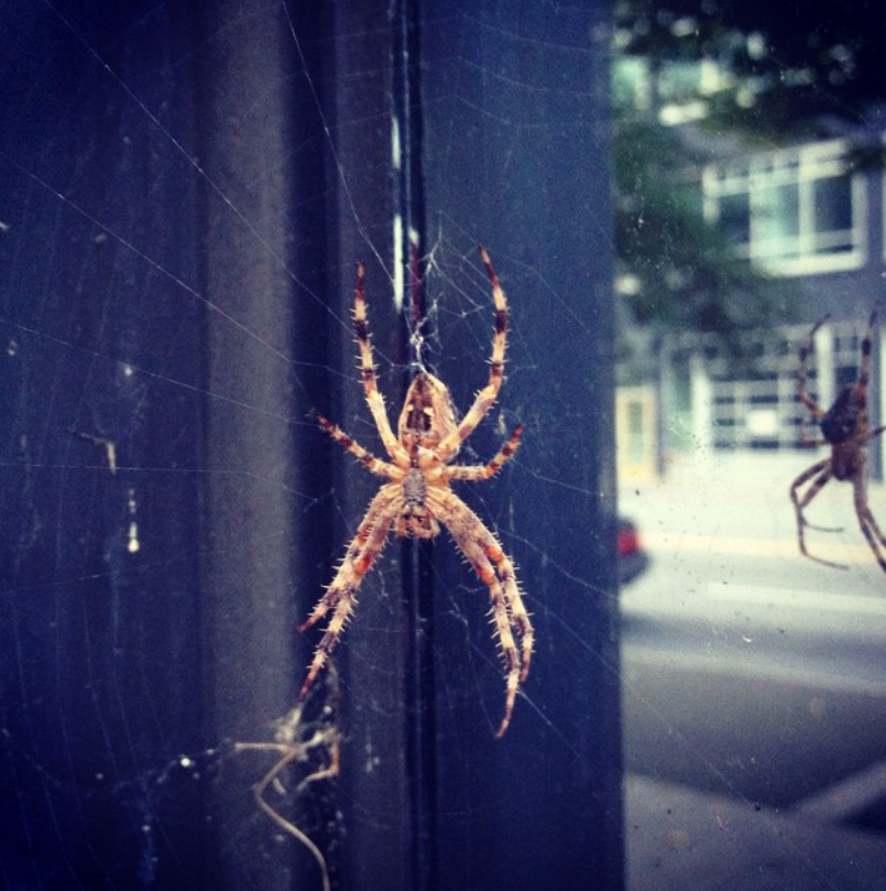 Spider - Seattle WA